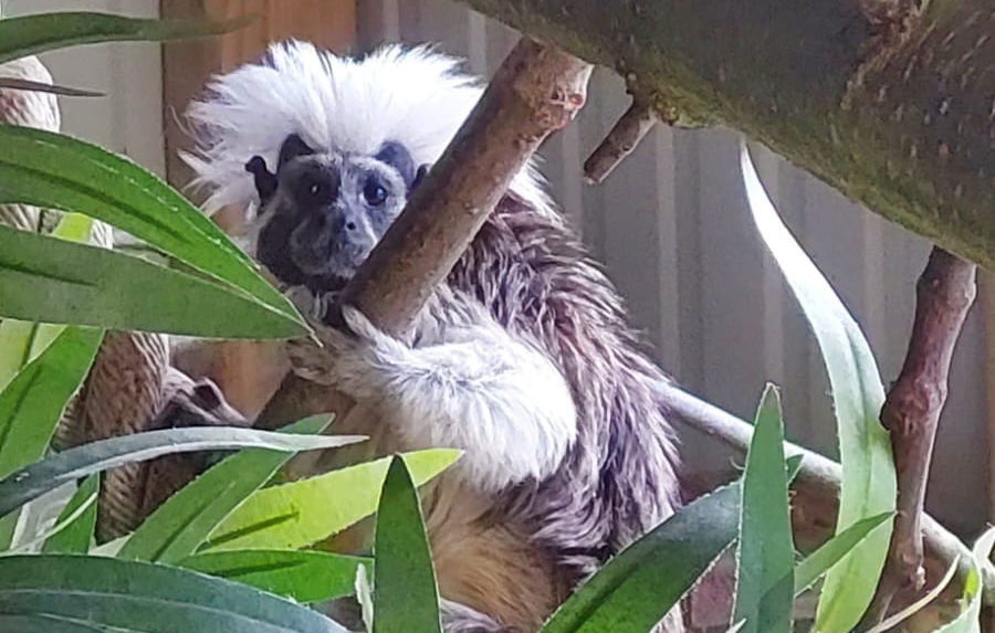 Gearriveerd – Pinche aap (Saguinus oedipus)